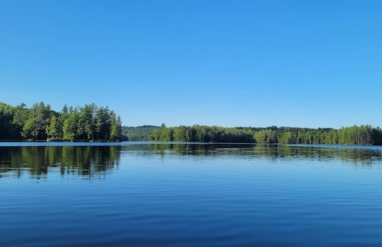 Bunte Krokusse auf einer Frühlingswiese als Symbol für das Erwachen der Natur und neue Energie nach dem Winter.
