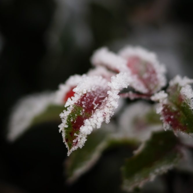 Nahaufnahme eines Zweiges mit Eiskristallen und Schnee vor verschwommenem Hintergrund – Symbol für Klarheit und Fokus zum Jahresanfang.