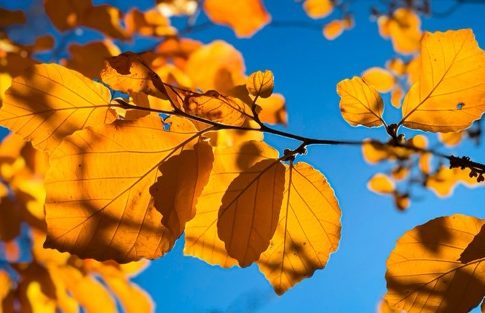 Herbstlicher Zweig mit orangefarbenen Blättern vor blauem Himmel – Symbol für Balance und Ayurveda-Tipps in der Vata-Zeit.