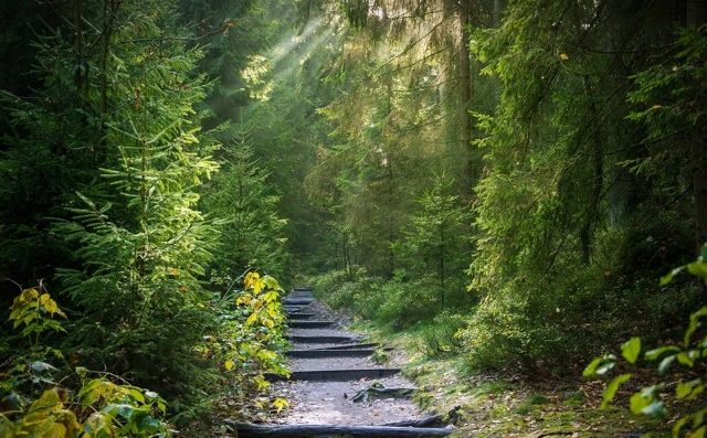 Waldweg mit hölzernen Treppenstufen im Sonnenlicht – Symbol für kleine Schritte und Rituale zur Selbstfürsorge im Alltag.