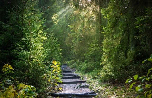 Waldweg mit hölzernen Treppenstufen im Sonnenlicht – Symbol für kleine Schritte und Rituale zur Selbstfürsorge im Alltag.