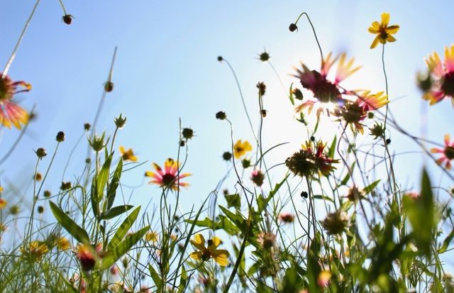 Sommerliche Blumenwiese aus der Froschperspektive vor strahlend blauem Himmel – Symbol für Selbstfürsorge und Leichtigkeit im Sommer.