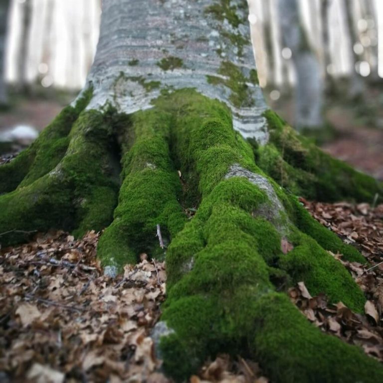 Stabilität und feste Routinen im Alltag etablieren – Linda Hanzlik Coaching