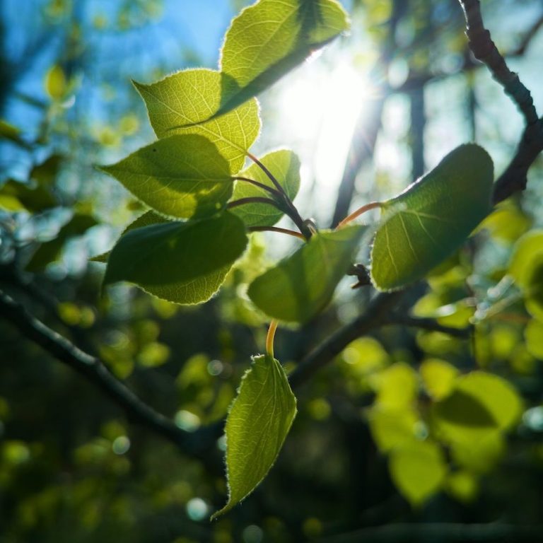 Helle Sonnenstrahlen fallen durch frisches Frühlingslaub und symbolisieren Klarheit und neue Kraft.