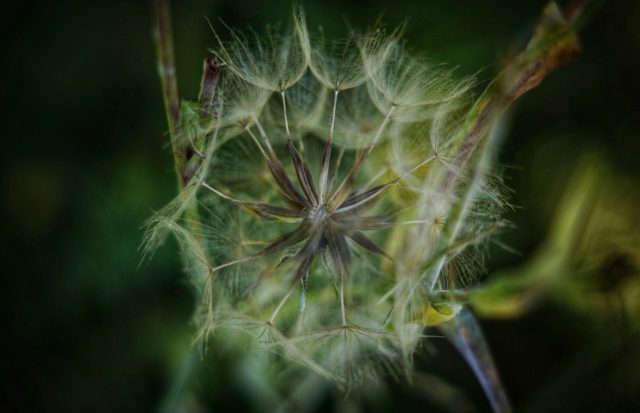 Nahaufnahme einer Pusteblume als Symbol für Loslassen, innere Ruhe und Klarheit durch Meditation.